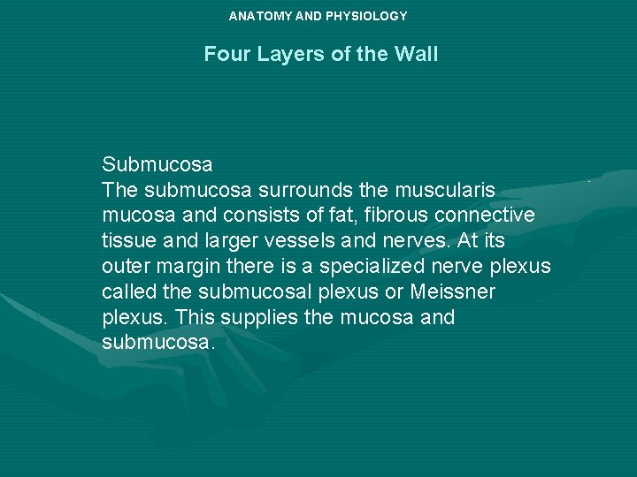 ANATOMY AND PHYSIOLOGY Four Layers of the Wall Submucosa The submucosa surrounds the muscularis