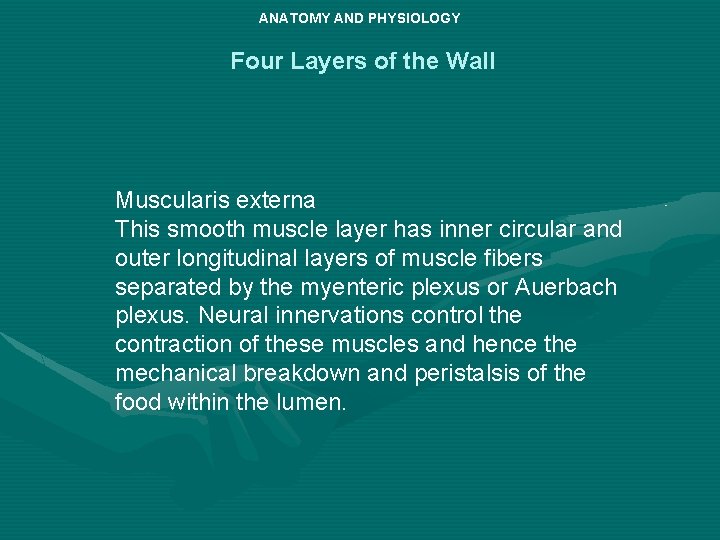 ANATOMY AND PHYSIOLOGY Four Layers of the Wall Muscularis externa This smooth muscle layer