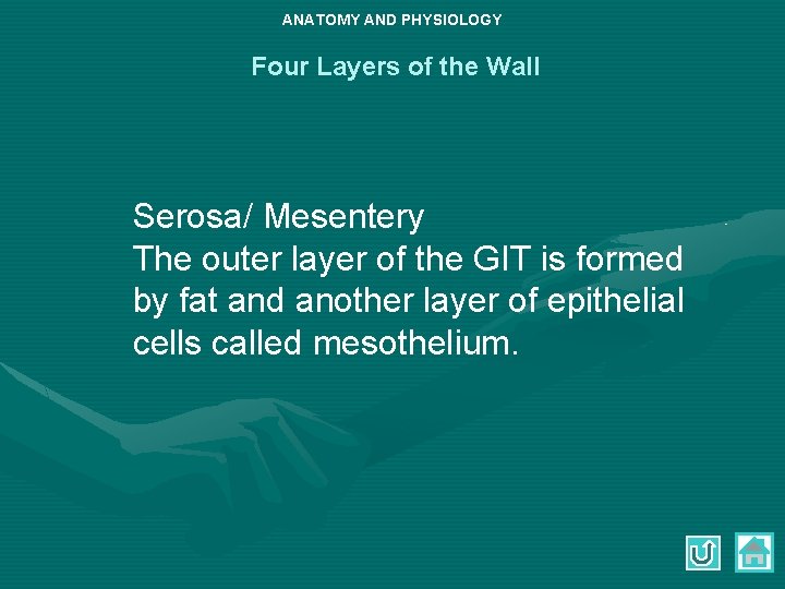 ANATOMY AND PHYSIOLOGY Four Layers of the Wall Serosa/ Mesentery The outer layer of