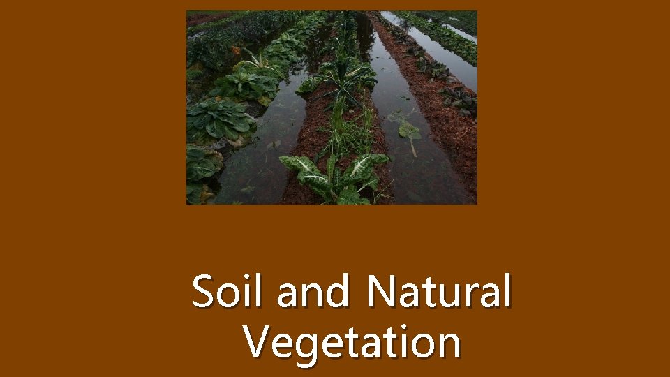 Soil and Natural Vegetation 