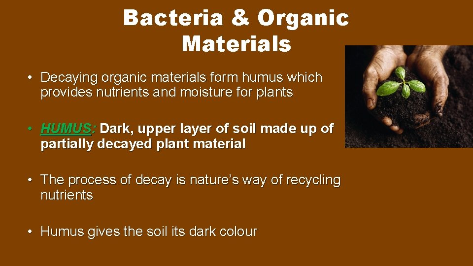 Bacteria & Organic Materials • Decaying organic materials form humus which provides nutrients and
