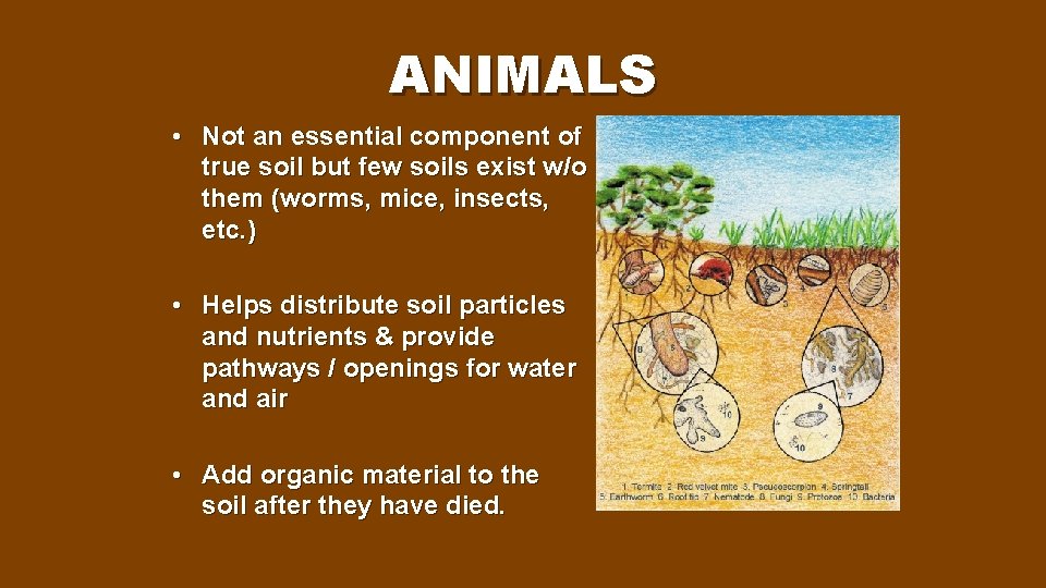 ANIMALS • Not an essential component of true soil but few soils exist w/o