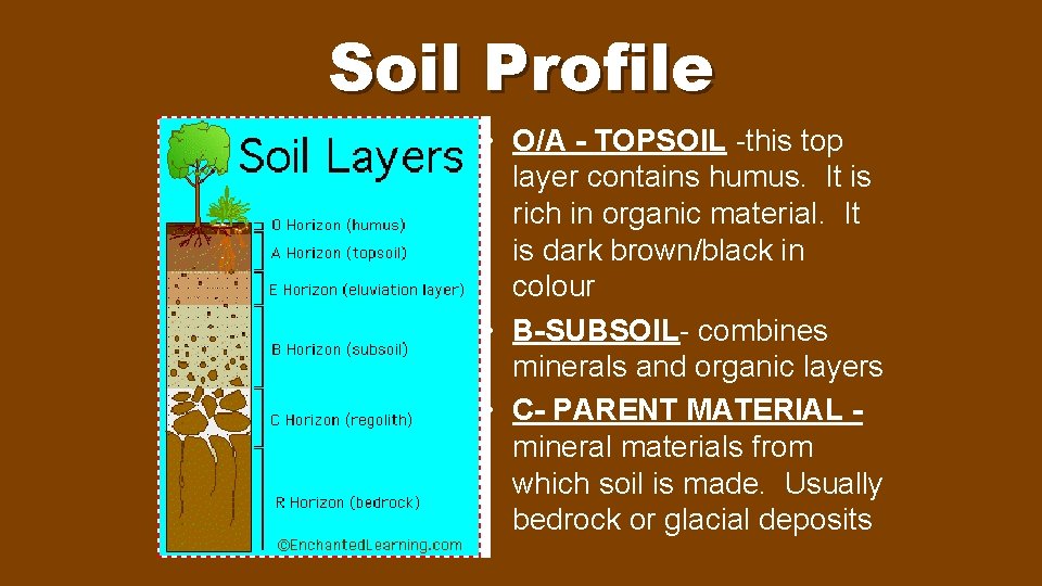 Soil Profile • O/A - TOPSOIL -this top layer contains humus. It is rich