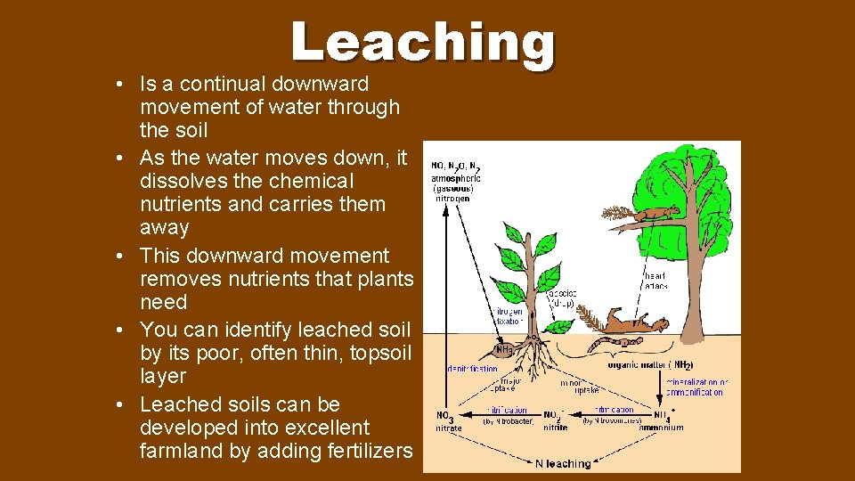 Leaching • Is a continual downward movement of water through the soil • As