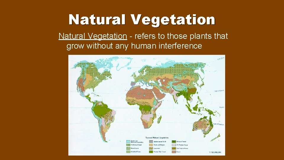 Natural Vegetation - refers to those plants that grow without any human interference 