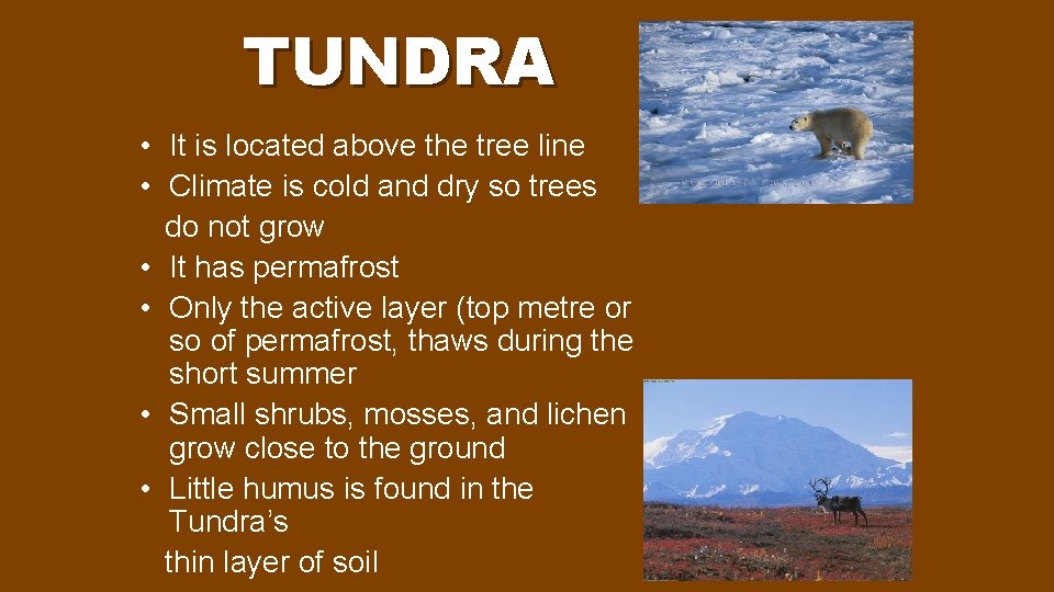 TUNDRA • It is located above the tree line • Climate is cold and