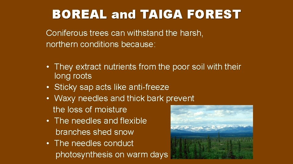 BOREAL and TAIGA FOREST Coniferous trees can withstand the harsh, northern conditions because: •