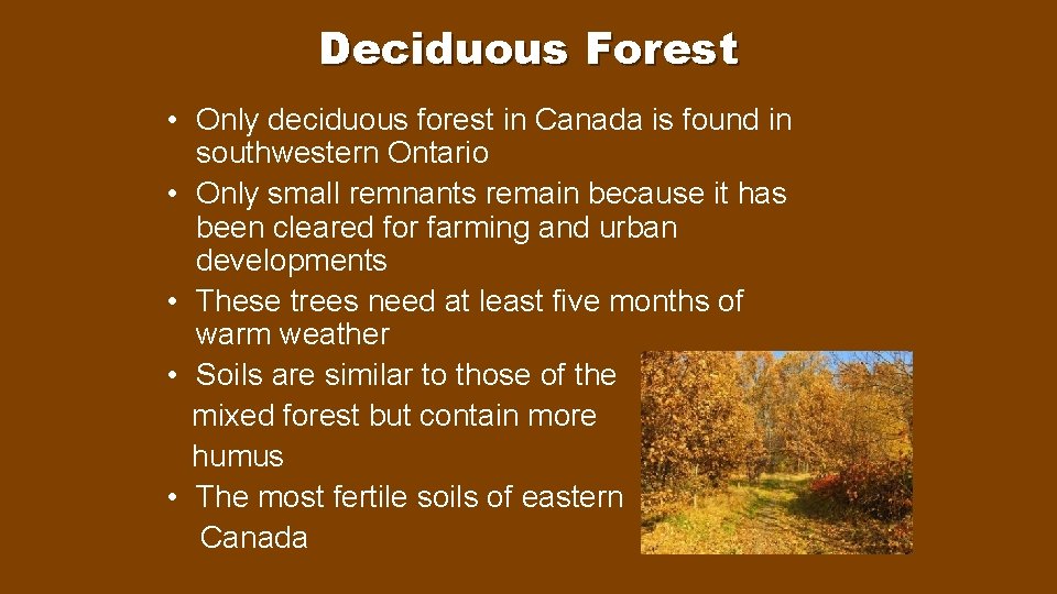Deciduous Forest • Only deciduous forest in Canada is found in southwestern Ontario •