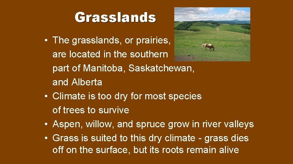 Grasslands • The grasslands, or prairies, are located in the southern part of Manitoba,