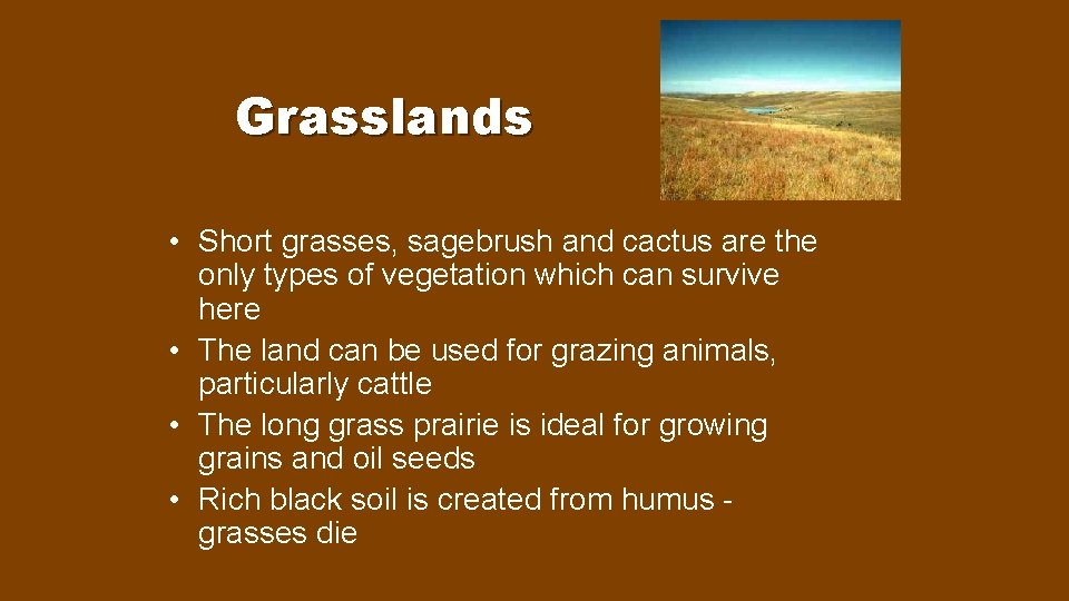 Grasslands • Short grasses, sagebrush and cactus are the only types of vegetation which