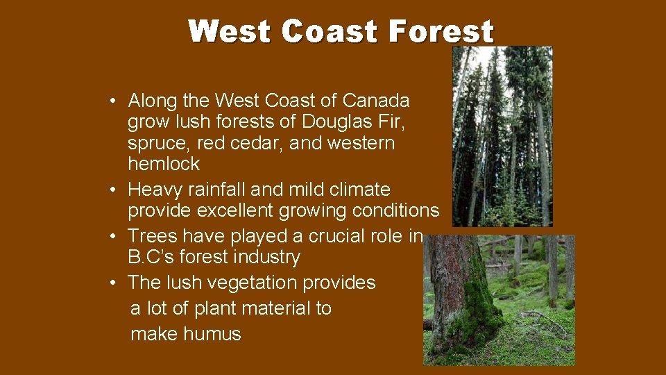 West Coast Forest • Along the West Coast of Canada grow lush forests of