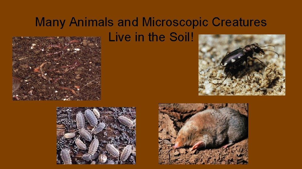 Many Animals and Microscopic Creatures Live in the Soil! 