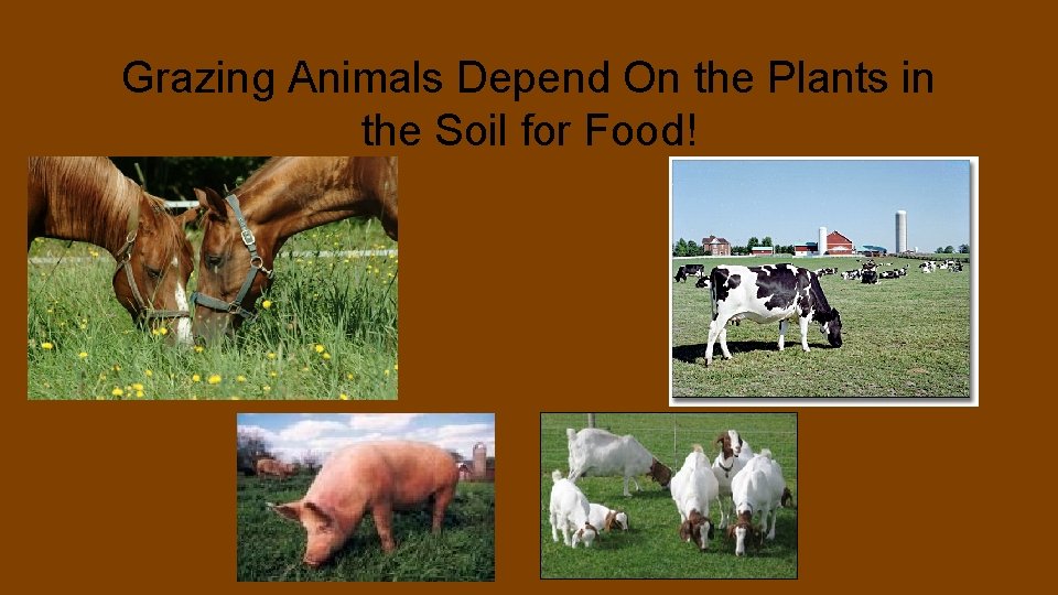 Grazing Animals Depend On the Plants in the Soil for Food! 