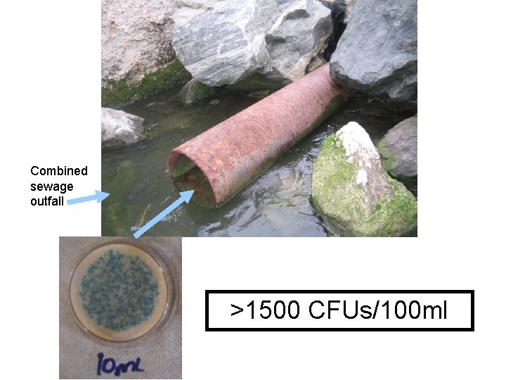 Combined sewage outfall >1500 CFUs/100 ml 