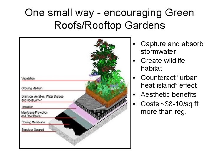 One small way - encouraging Green Roofs/Rooftop Gardens • Capture and absorb stormwater •