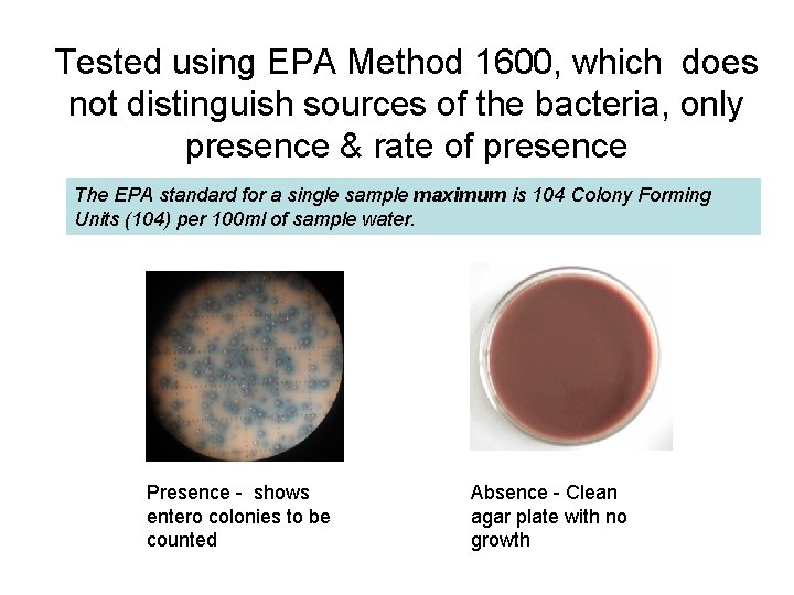 Tested using EPA Method 1600, which does not distinguish sources of the bacteria, only
