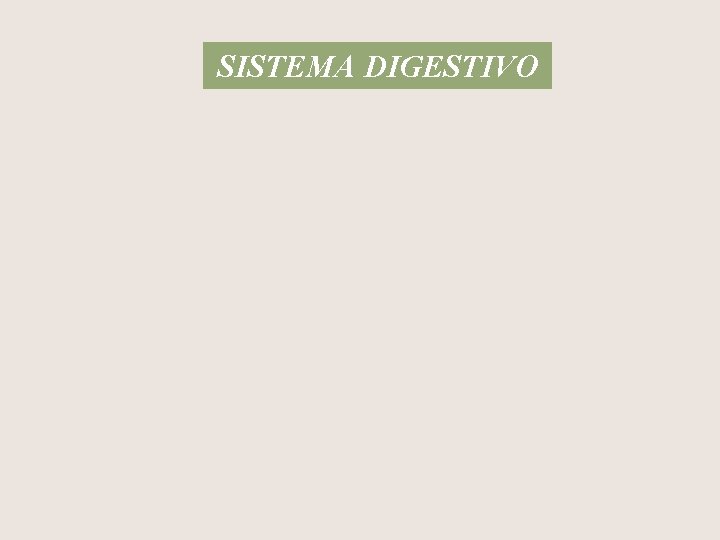 SISTEMA DIGESTIVO 
