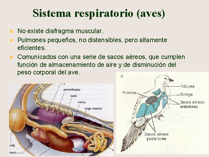 Sistema respiratorio (aves) n n n No existe diafragma muscular. Pulmones pequeños, no distensibles,