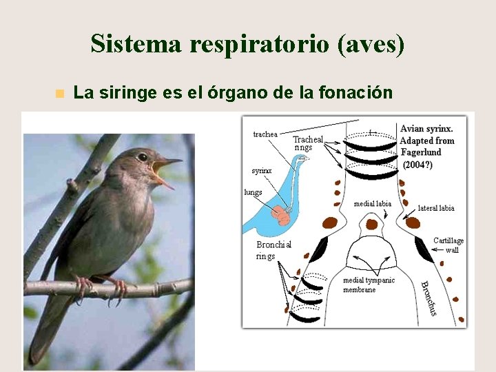 Sistema respiratorio (aves) n La siringe es el órgano de la fonación 