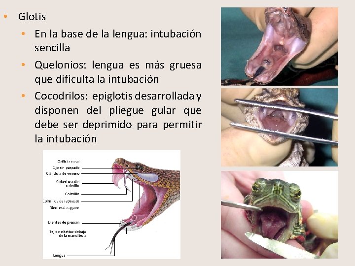  • Glotis • En la base de la lengua: intubación sencilla • Quelonios: