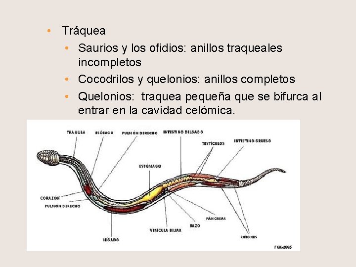  • Tráquea • Saurios y los ofidios: anillos traqueales incompletos • Cocodrilos y