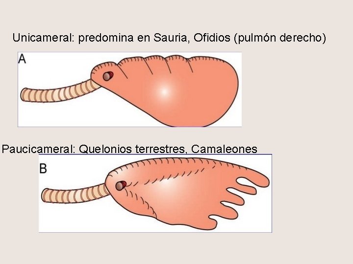 Unicameral: predomina en Sauria, Ofidios (pulmón derecho) Paucicameral: Quelonios terrestres, Camaleones 