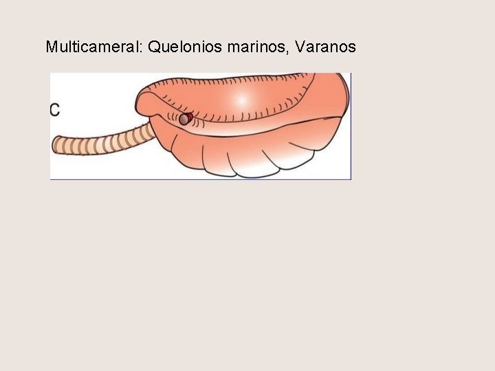 Multicameral: Quelonios marinos, Varanos 