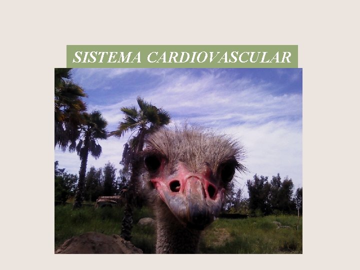 SISTEMA CARDIOVASCULAR 