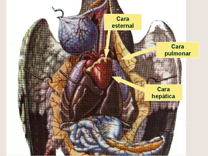 Cara esternal Cara pulmonar Cara hepática 