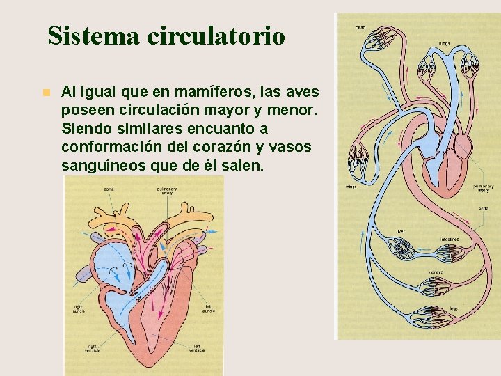 Sistema circulatorio n Al igual que en mamíferos, las aves poseen circulación mayor y