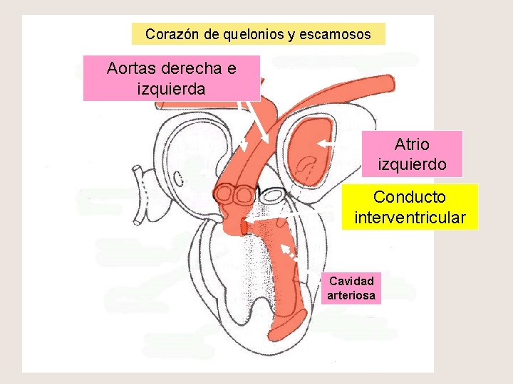 Corazón de quelonios y escamosos Aortas derecha e izquierda Atrio izquierdo Conducto interventricular Cavidad