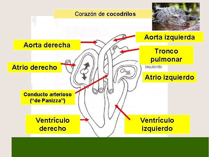 Corazón de cocodrilos Aorta izquierda Aorta derecha Tronco pulmonar Atrio derecho Atrio izquierdo Conducto