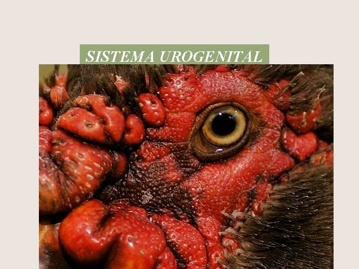SISTEMA UROGENITAL 