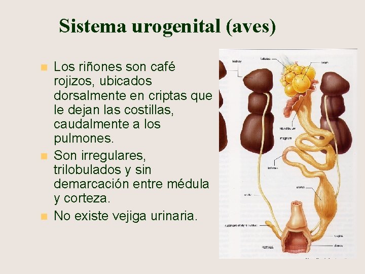 Sistema urogenital (aves) n n n Los riñones son café rojizos, ubicados dorsalmente en