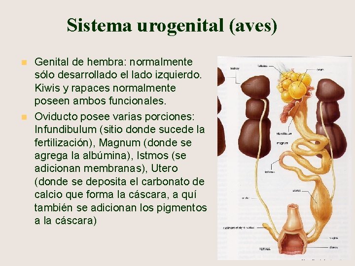 Sistema urogenital (aves) n n Genital de hembra: normalmente sólo desarrollado el lado izquierdo.