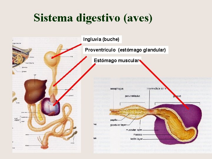 Sistema digestivo (aves) n s Ingluvia (buche) Proventrículo (estómago glandular) Estómago muscular 