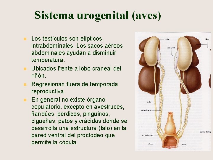 Sistema urogenital (aves) n n Los testículos son elípticos, intrabdominales. Los sacos aéreos abdominales