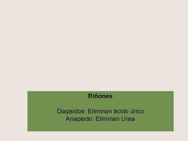 Riñones Diapsidos: Eliminan ácido úrico Anapsido: Eliminan Urea 