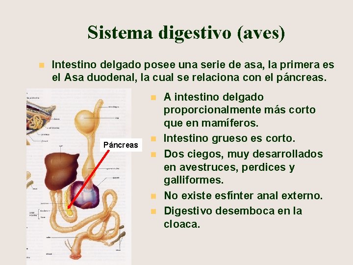 Sistema digestivo (aves) n Intestino delgado posee una serie de asa, la primera es