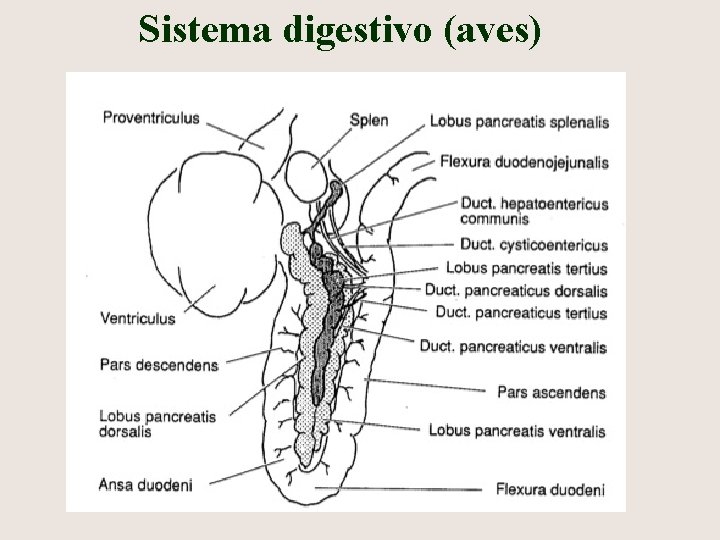 Sistema digestivo (aves) 