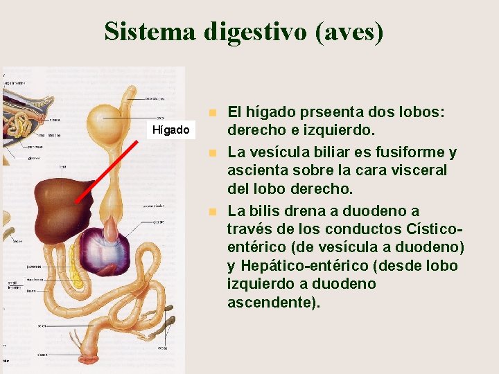 Sistema digestivo (aves) n Hígado n n El hígado prseenta dos lobos: derecho e
