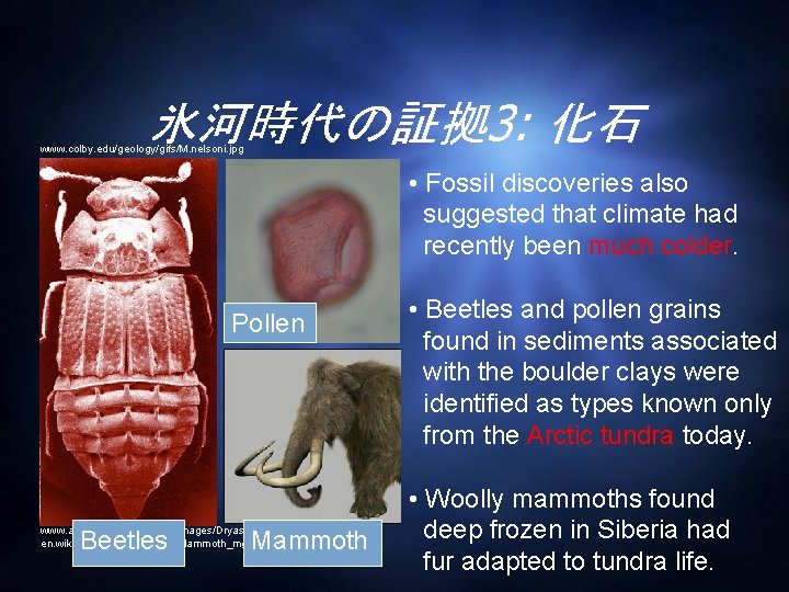 氷河時代の証拠 3: 化石 www. colby. edu/geology/gifs/M. nelsoni. jpg • Fossil discoveries also suggested that