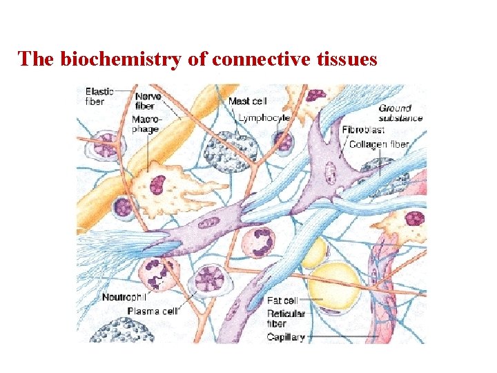 The biochemistry of connective tissues 