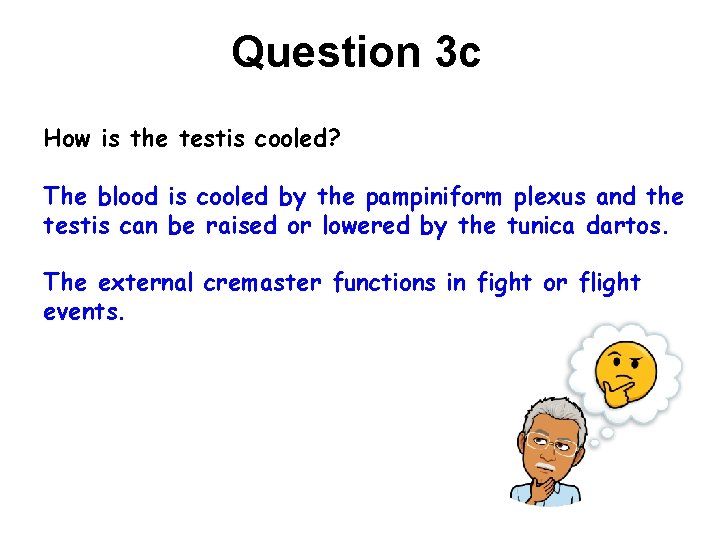 Question 3 c How is the testis cooled? The blood is cooled by the