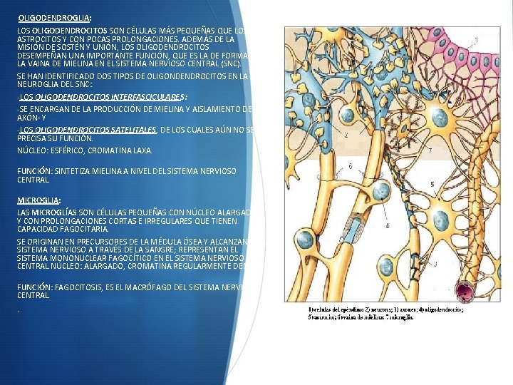 ·OLIGODENDROGLIA: LOS OLIGODENDROCITOS SON CÉLULAS MÁS PEQUEÑAS QUE LOS ASTROCITOS Y CON POCAS PROLONGACIONES.