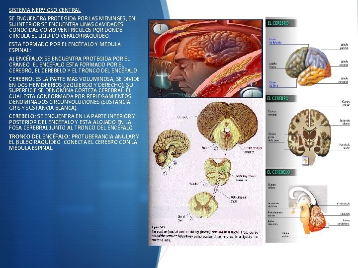 SISTEMA NERVIOSO CENTRAL SE ENCUENTRA PROTEGIDA POR LAS MENINGES, EN SU INTERIOR SE ENCUENTRA