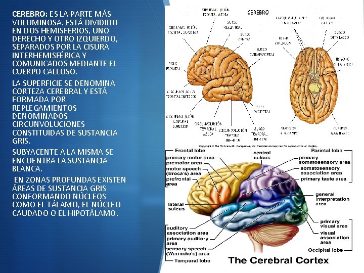 CEREBRO: ES LA PARTE MÁS VOLUMINOSA. ESTÁ DIVIDIDO EN DOS HEMISFERIOS, UNO DERECHO Y