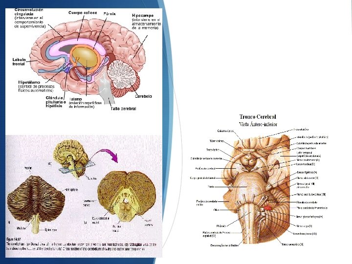 CEREBELO: ESTÁ EN LA PARTE INFERIOR Y POSTERIOR DEL ENCÉFALO, ALOJADO EN LA FOSA