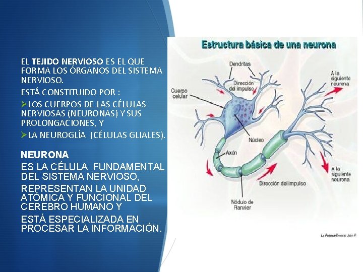 EL TEJIDO NERVIOSO ES EL QUE FORMA LOS ÓRGANOS DEL SISTEMA NERVIOSO. ESTÁ CONSTITUIDO