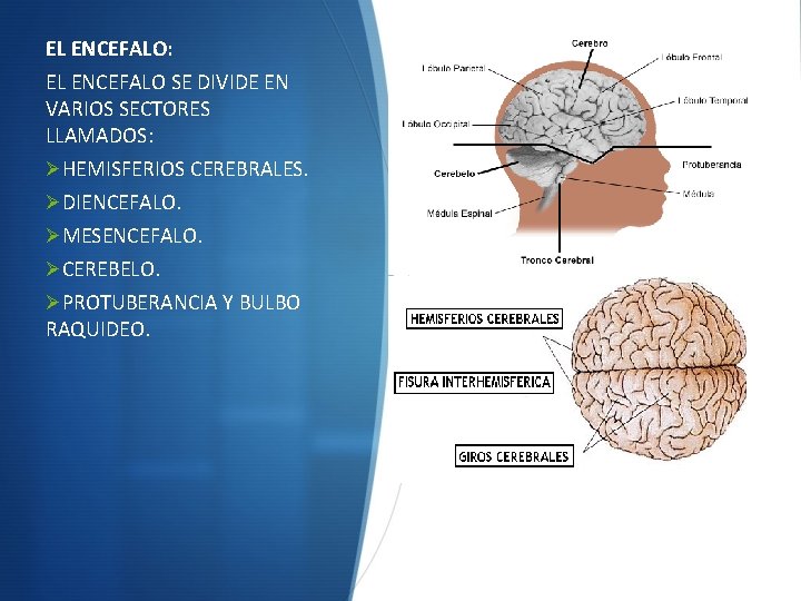 EL ENCEFALO: EL ENCEFALO SE DIVIDE EN VARIOS SECTORES LLAMADOS: ØHEMISFERIOS CEREBRALES. ØDIENCEFALO. ØMESENCEFALO.